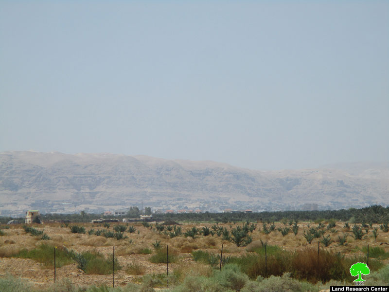 إخطار بإزالة 450 غرسة نخيل في منطقة دير أبو حجلة / محافظة أريحا