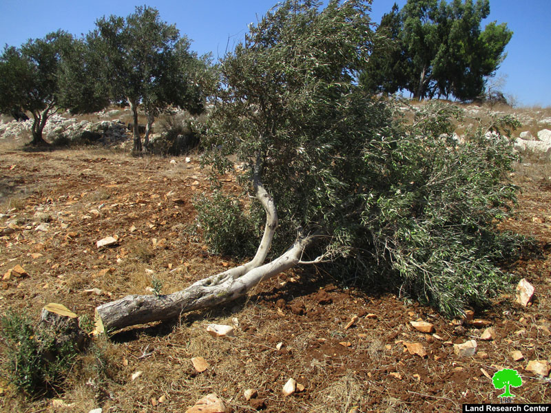خلع وسرقة مئات أشجار الزيتون المثمرة على يد الاحتلال في بلدة عرابة / محافظة جنين