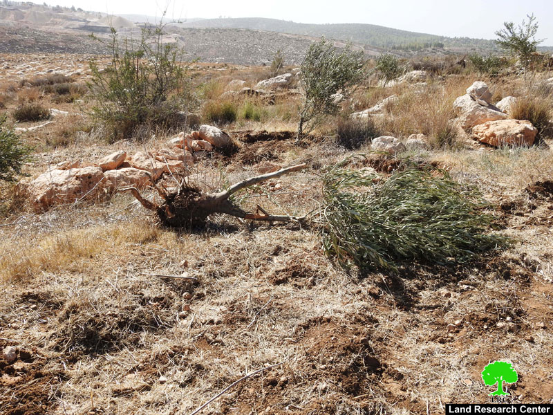 الاحتلال يجرف أراضي ويقتلع أشجار في بلدة بيت أولا غرب الخليل