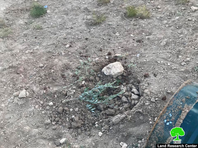 اقتلاع 80 شجرة زيتون على يد المستعمرين في قرية رأس كركر محافظة رام الله