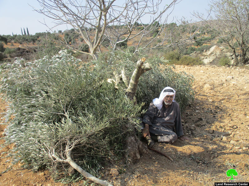 مستعمرو ” عادي عاد” يقتلعون 21 شجرة زيتون مثمرة في بلدة ترمسعيا محافظة رام الله