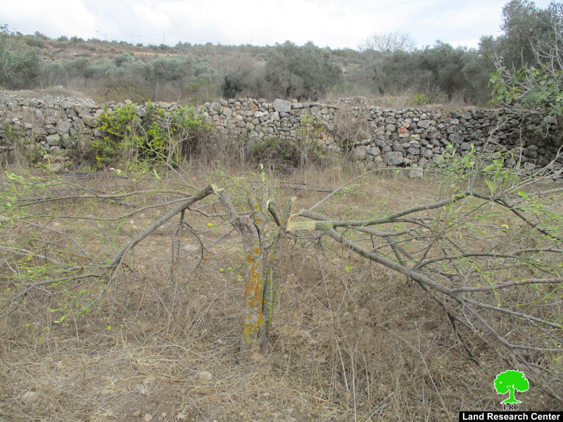 مستعمرو ” حلميش” يقطعون أشجار حمضيات من أراضي قرية دير نظام / محافظة رام الله
