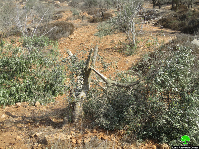 مستعمرو ” عادي عاد” يقطعون 21 شجرة زيتون مثمرة في بلدة ترمسعيا / محافظة رام الله