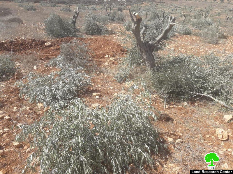 إعدام 90 شجرة زيتون معمّرة على يد المستعمرين في قرية المغير / محافظة رام الله