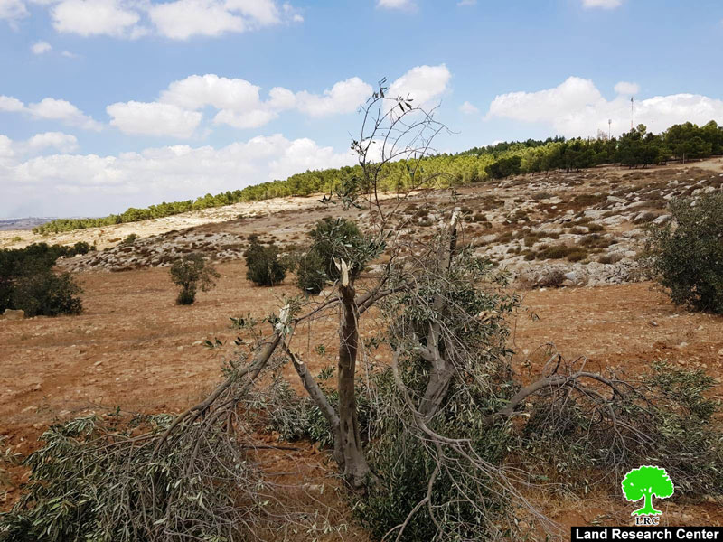 Settlers Sabotage 15 olive trees and assault Palestinian homes / East Yatta/ Hebron governorate