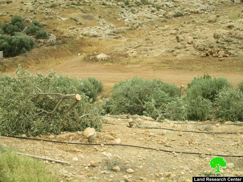 Settlers Sabotage 320 olive trees in Bardala/ Tubas governorate