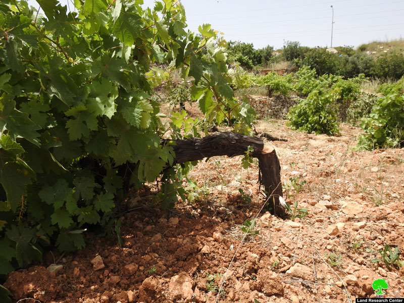 مستعمرون يقطعون 500 شجرة عنب شرق حلحول / محافظة الخليل