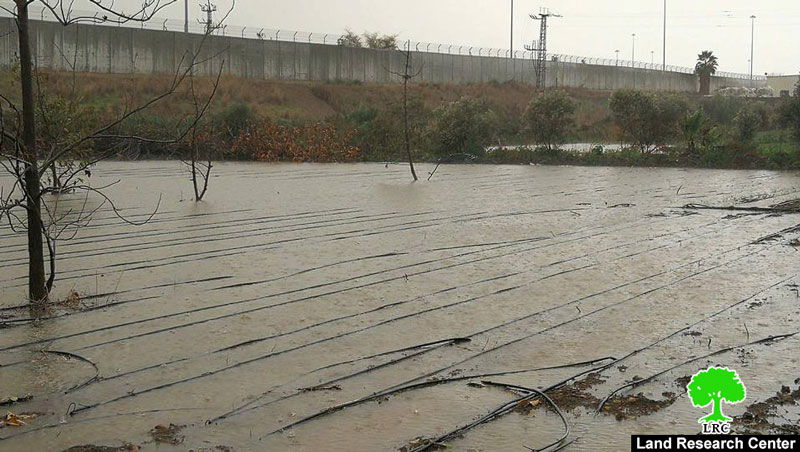 الجدار العنصري يتسبب في غمر الأراضي الزراعية جنوب غرب مدينة طولكرم