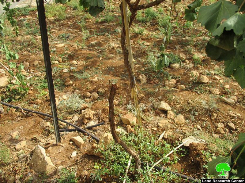 Settlers sabotage 62 vine trees in Ein Sameya / Ramallah governorate