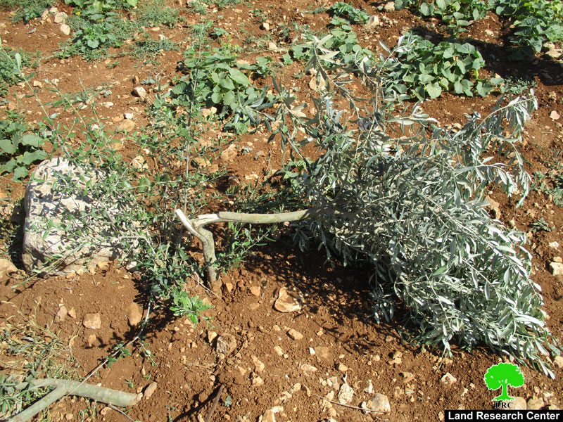 “Adei Ad” settlers uproot and sabotage 270 olive seedlings in Turmus’ayya /Ramaallah governorate
