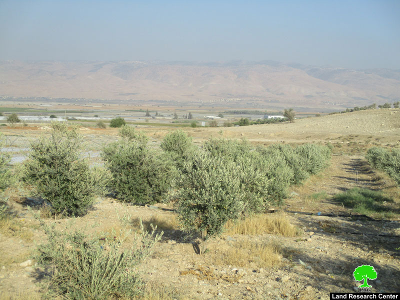 Removing 70 olive trees in Tel Al Himeh/ Tubas governorate