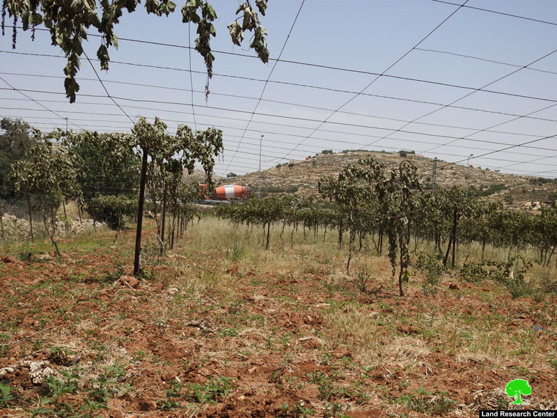 Settlers sabotage 700 Vitis trees in Balotat Ewais- South Hebron