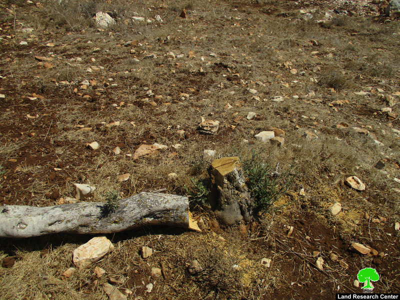 Uprooting and sabotaging hundreds of olive trees in Arraba / Jenin governorate