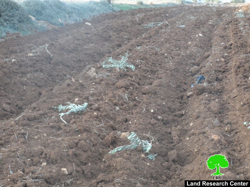 قطع وتخريب 80 غرسة زيتون على يد المستعمرين في بلدة ترمسعيا / محافظة رام الله