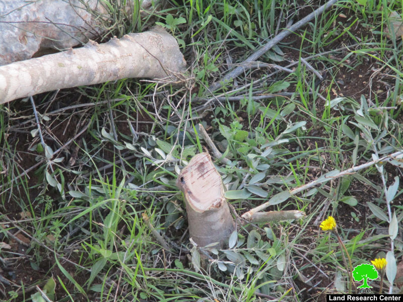 مع بداية العام الجديد جريمة جديدة بحق زيتون بروقين / محافظة سلفيت