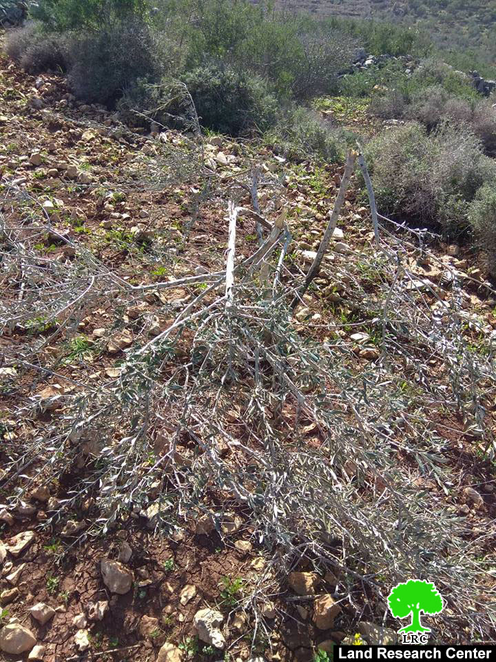 “Revava” colonists sabotage olive trees in Deir Istiya town / Salfit governorate