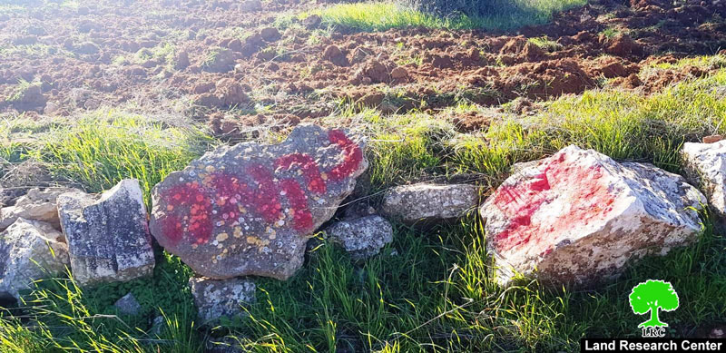 مستعمرون يقطعون 15 شجرة زيتون في “الحمرا” شرق يطا / محافظة الخليل