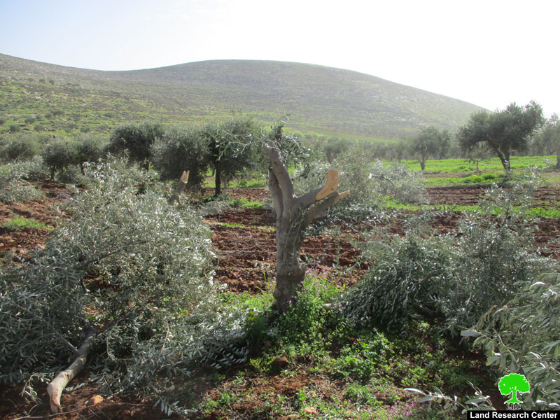 Israeli Illegal settlers cut and sabotage 22 olive trees in Al-Mughayyir / Ramallah