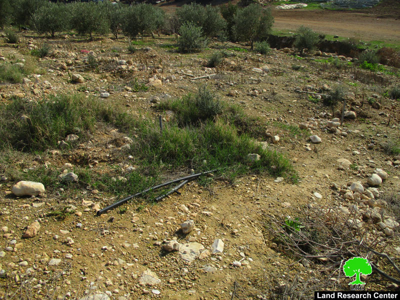 Uprooting and stealing 140 saplings in Bardala town/ Tubas governorate
