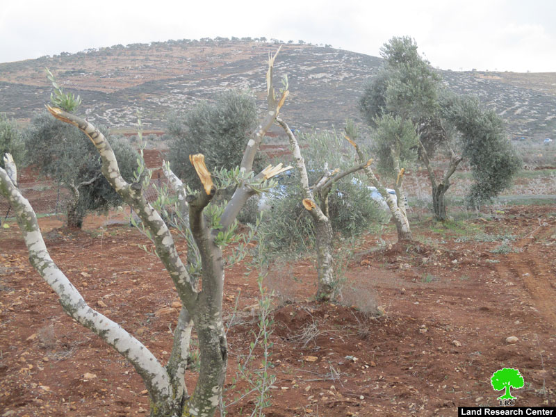 “Adei Ad” settlers sabotage olive trees in Turmus’ayya / Ramallah