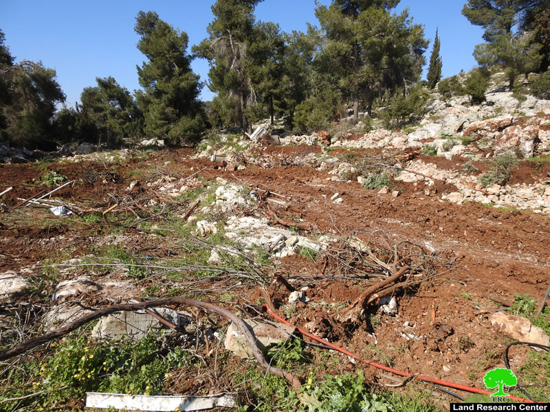 Ravaging lands and uprooting trees in Jabal Abu Soda East Beit Ummar/ Hebron governorate
