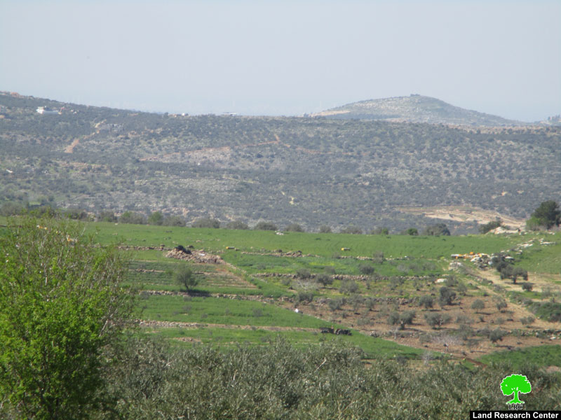 مستعمرون يقتلعون 145 غرسة زيتون من أراضي قرية جيت / محافظة قلقيلية