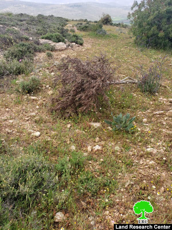 مستعمرو مستعمرة ” عادي عاد” يتلفون 55 شجرة زيتون في بلدة ترمسعيا / محافظة رام الله