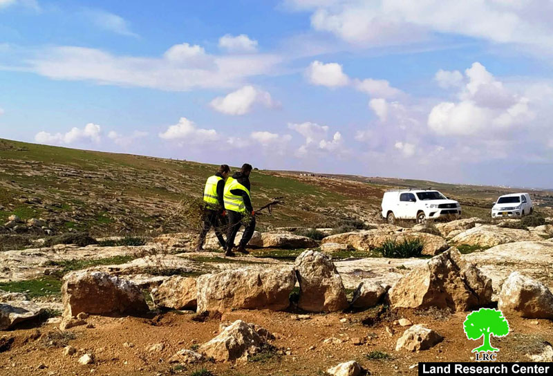 The Israeli occupation ravages lands and uproots trees in Al-Mufqara and Ar-Rakeez –East Yatta