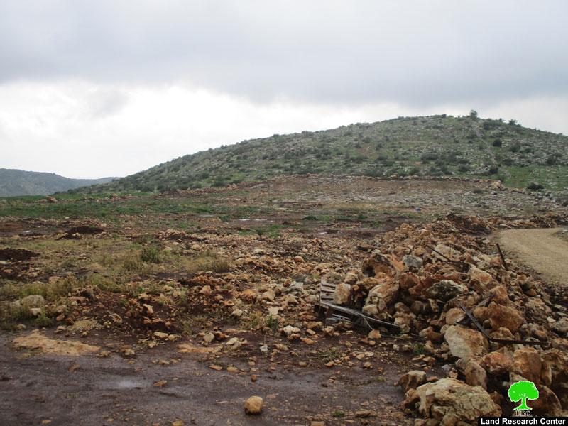 The Israeli occupation troops uprooted 155 olive saplings in Barta’a Ash-Sharqiya/ Jenin governorate