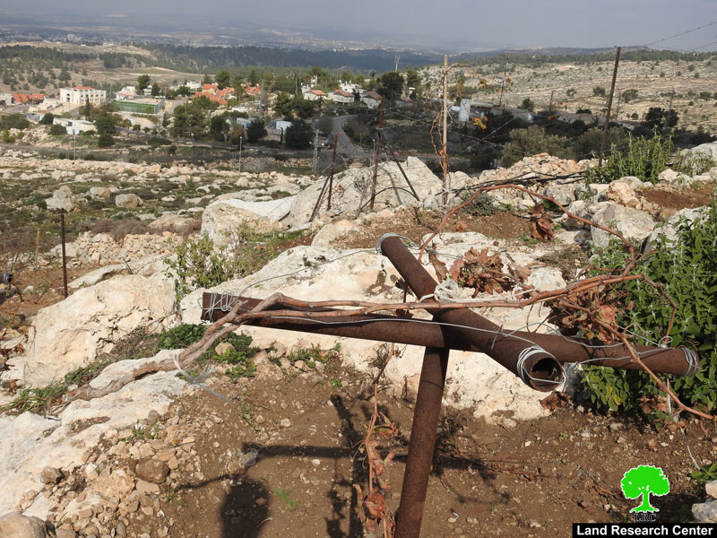 مستعمرون يعتدون على أراضي مواطن قرب ترقوميا للمرة الثانية خلال شهر / محافظة الخليل
