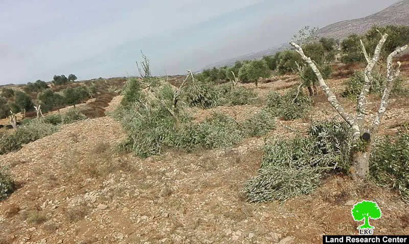 في اقل من أسبوع جريمة أخرى بحق أشجار الزيتون في بلدة ترمسعيا / محافظة رام الله