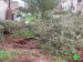 New Crime Against olive trees; uprooting hundreds of trees / Tubas governorate