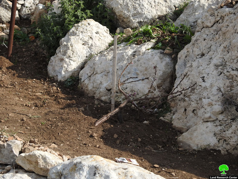 Settlers vandalize 100 saplings in A Tarqumiya land / Hebron governorate