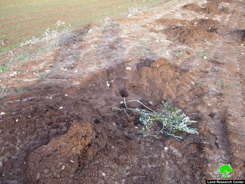 مستعمرو “عادي عاد” يعدمون المئات من غراس زيتون ترمسعيا / محافظة رام الله