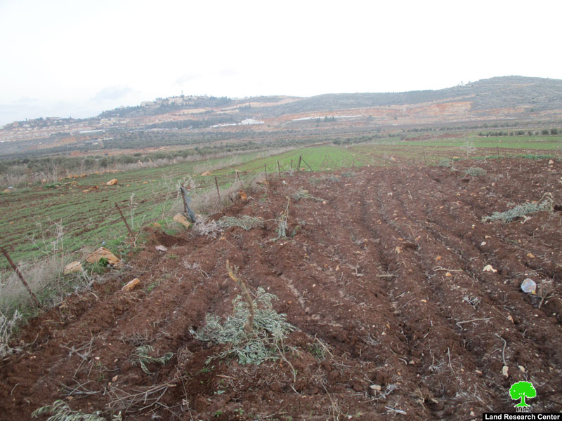 قطع وتخريب  60 غرسة زيتون في بلدة  ترمسعيا / محافظة رام الله