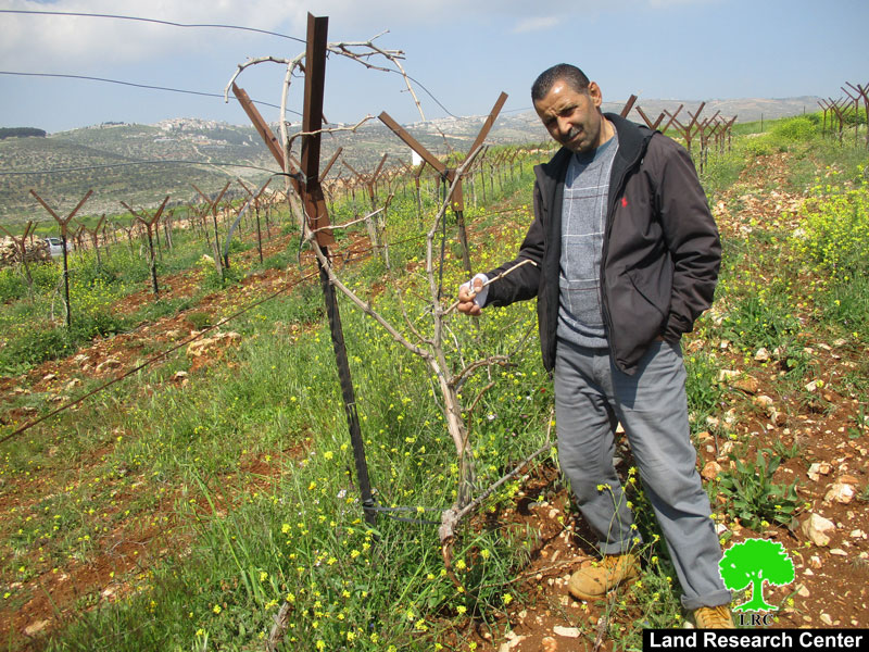 مستعمرو ” كوخاف هشهاير” يعتدون على الأراضي الزراعية في قرية دير جرير / محافظة رام الله