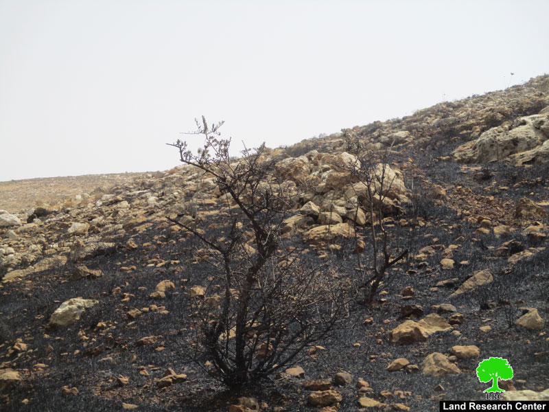 مستعمرون متطرفون يحرقون 75دونماً من الأراضي الزراعية والرعوية في قرية المغير / محافظة رام الله