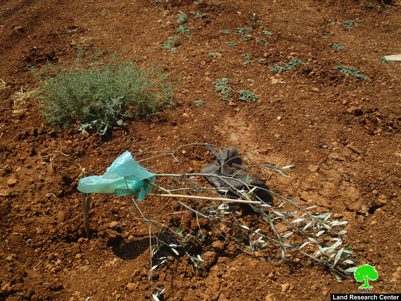 Settlers Sabotage Saplings in Turmusa’yya / Ramallah Governorate