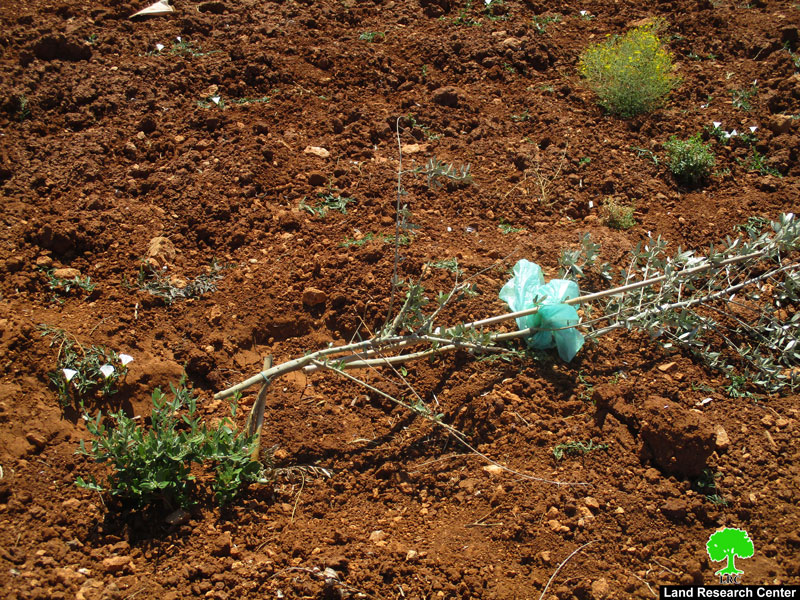 Settlers Sabotage Saplings in Turmusa’yya / Ramallah Governorate