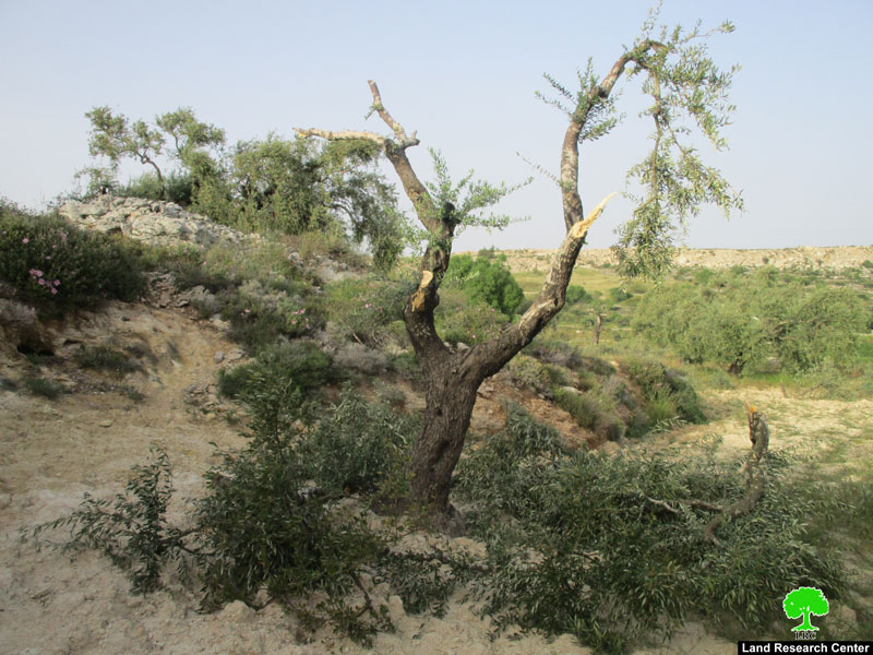 Israeli settlers sabotaged 40 olive trees in Burqa village /Ramallah