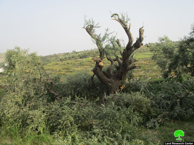 Israeli settlers sabotaged 40 olive trees in Burqa village /Ramallah