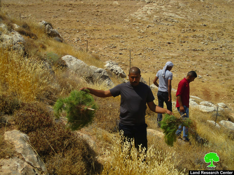 Settlers sabotage olives and Figs sapling in Al-Mu’arajat / Ramallah