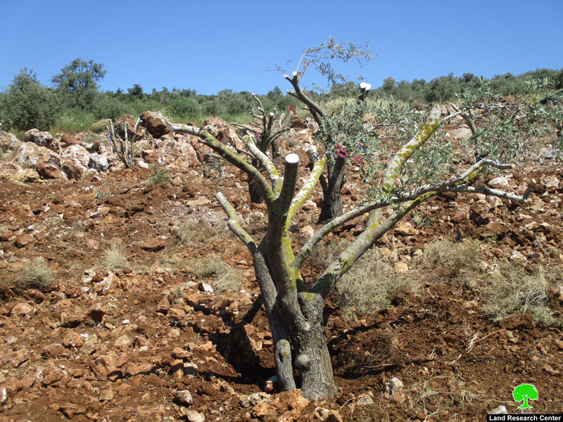 شارع استيطاني جديد ينهش أراضي اللبن الغربي ويدمر المئات من أشجار الزيتون/ محافظة رام الله