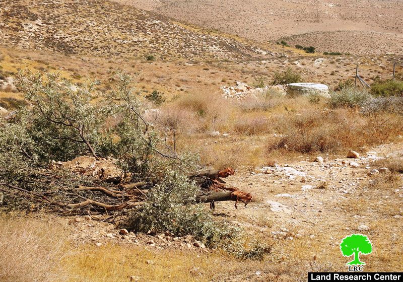 The Israeli Occupation destroys a Pastoral reserve in Umm Al-Khair east Yatta/ Hebron governorate