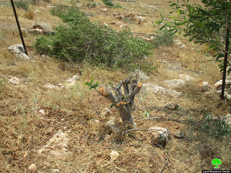 قلع 400 شجرة وهدم بئرين في منطقة ” ام كبيش” / محافظة طوباس