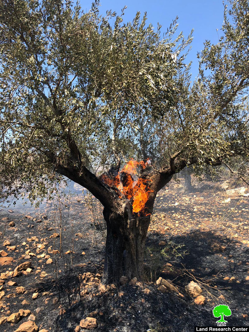 Settles torch 100 aging olive trees in Ein Siniya / Ramallah