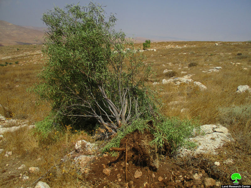 The occupation authorities destroyed cisterns and ravaged lands in “Umm Kbaish”/ Tubas governorate
