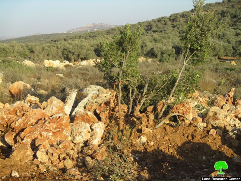 Ravaging 10 dunums in Farkha village / Salit governorate