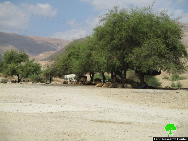 الاقتراب من المراعي الفلسطينية أصبح محفوفاً بالمخاطر بفعل المستعمرين في منطقة رأس العوجا / محافظة أريحا