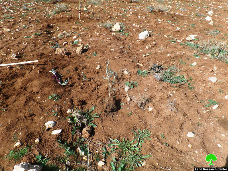 Settlers uproot 60 olive seedlings Ash-Shuyukh